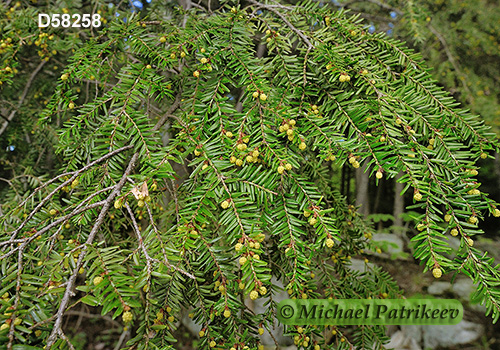 Eastern Hemlock (Tsuga canadensis)